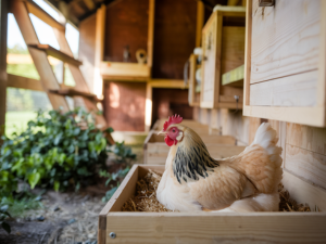 homestead chickens coop chicken feeders hen chicken feeder farm supplies