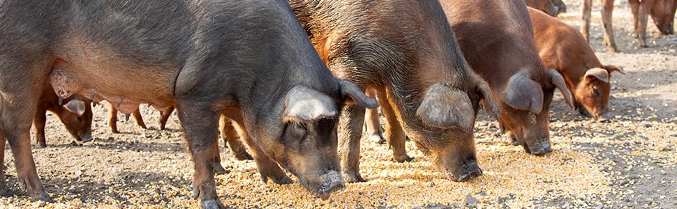 ham