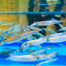 Seafood restaurant