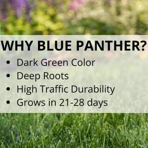 jonathan green blue panther grass seed lawn yard care