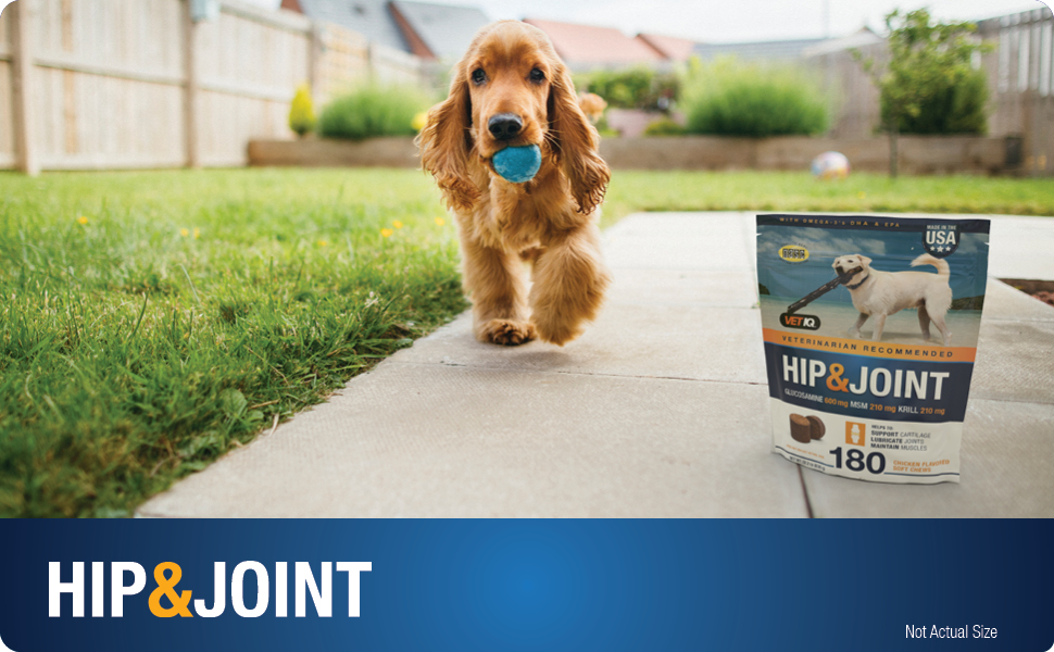 Hip and Joint
