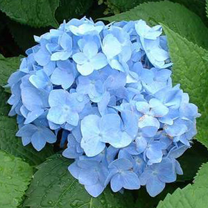 Nikko Blue