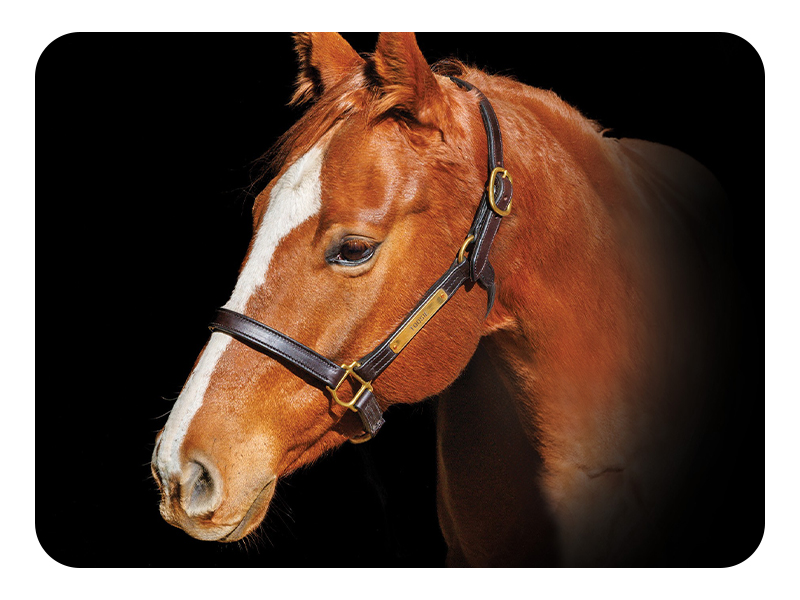 horse thoroughbred mare