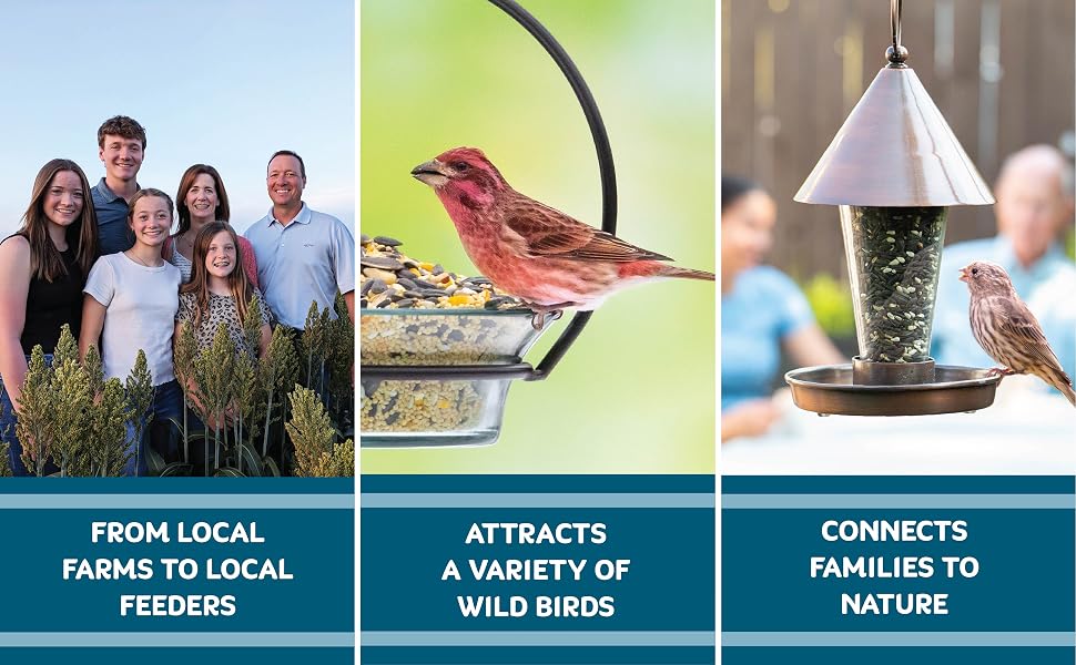 attracts a variety of wild birds
