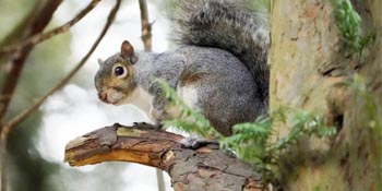 squirrel repellent
