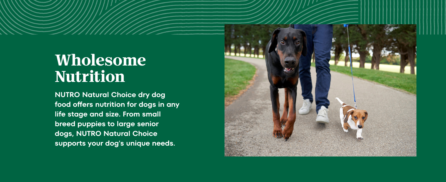 nutro dry dog food