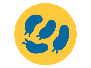 sedf