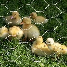 Gal 2inch 300x300 duck