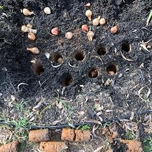 Tulip bulbs
