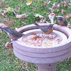 Give birds safe water