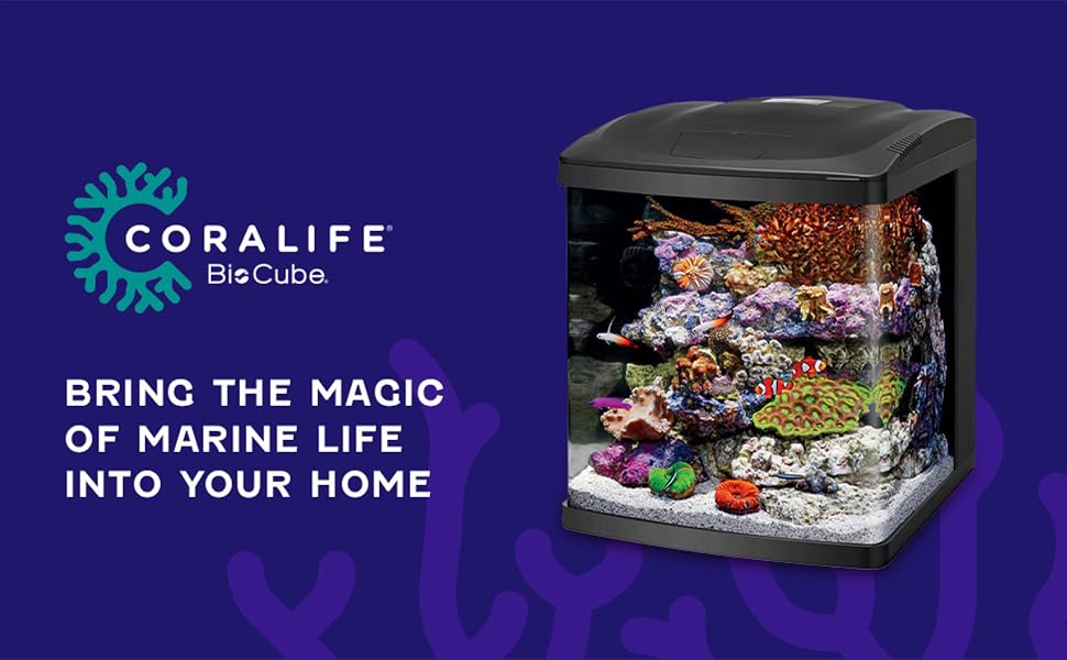Bring the magic of marine life into your home