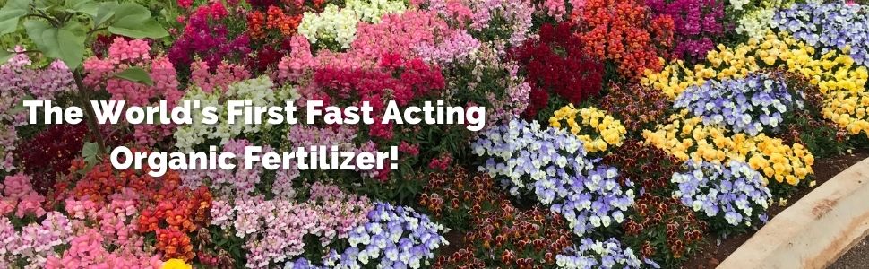 Organic flowers grown with fruiting and flowering organic fertilizer