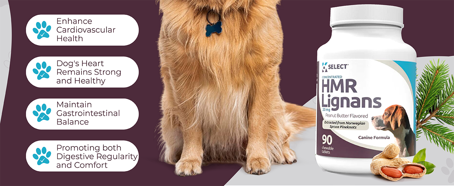 Balanced dog health and wellness