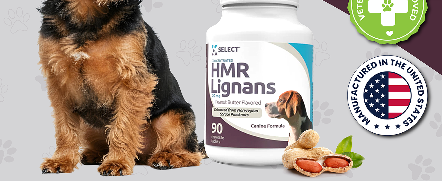 Healthy dog digestion