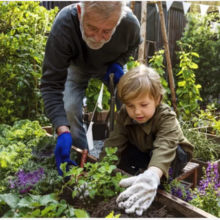 Grandpa and grandson gardening