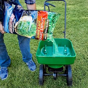 grass seed for lawn