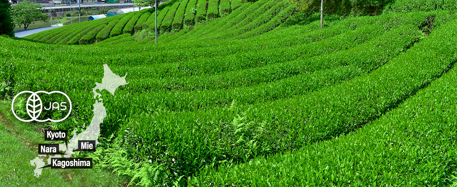 green tea organic cultivation terroir
