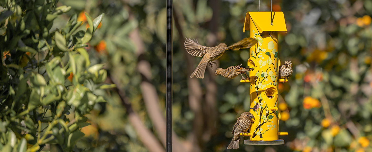 bird feeder