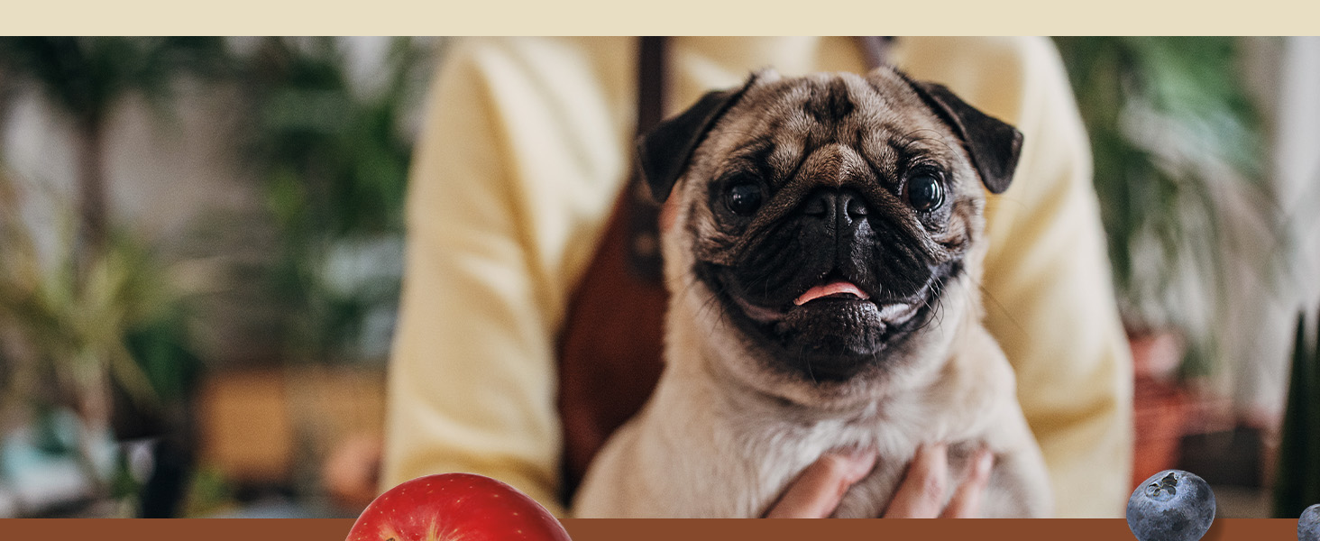 image of happy dog