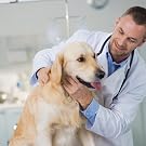 Dog with vet