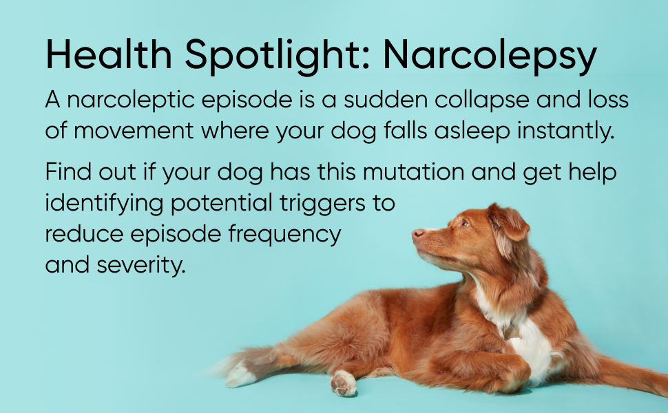 Some dogs genetics cause Narcolepsy. Involves collapse or movement loss. Embark helps prepare you.