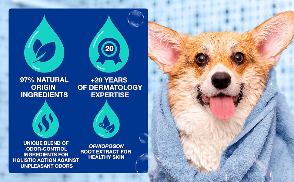 happy wet corgi wrapped in a towel