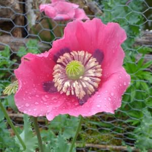 Stunning poppy flowers give way to round pods that swell with seeds.