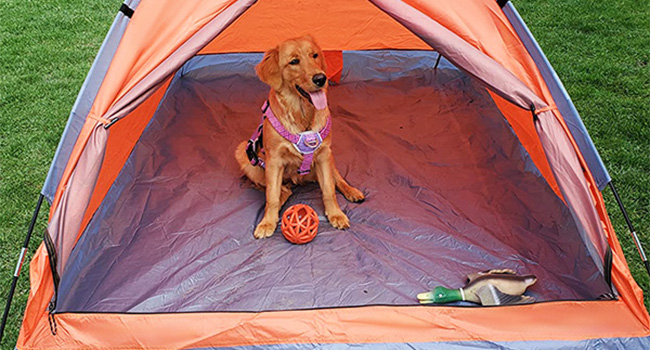 tent for camping