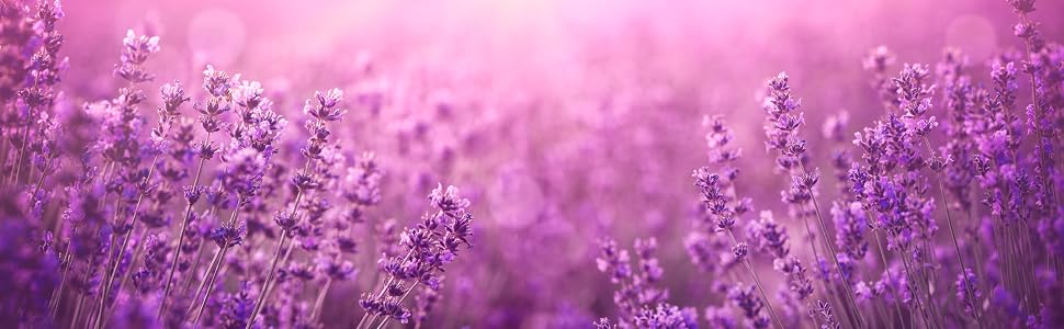 Field of lavender