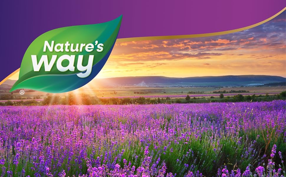 A field of lavender.