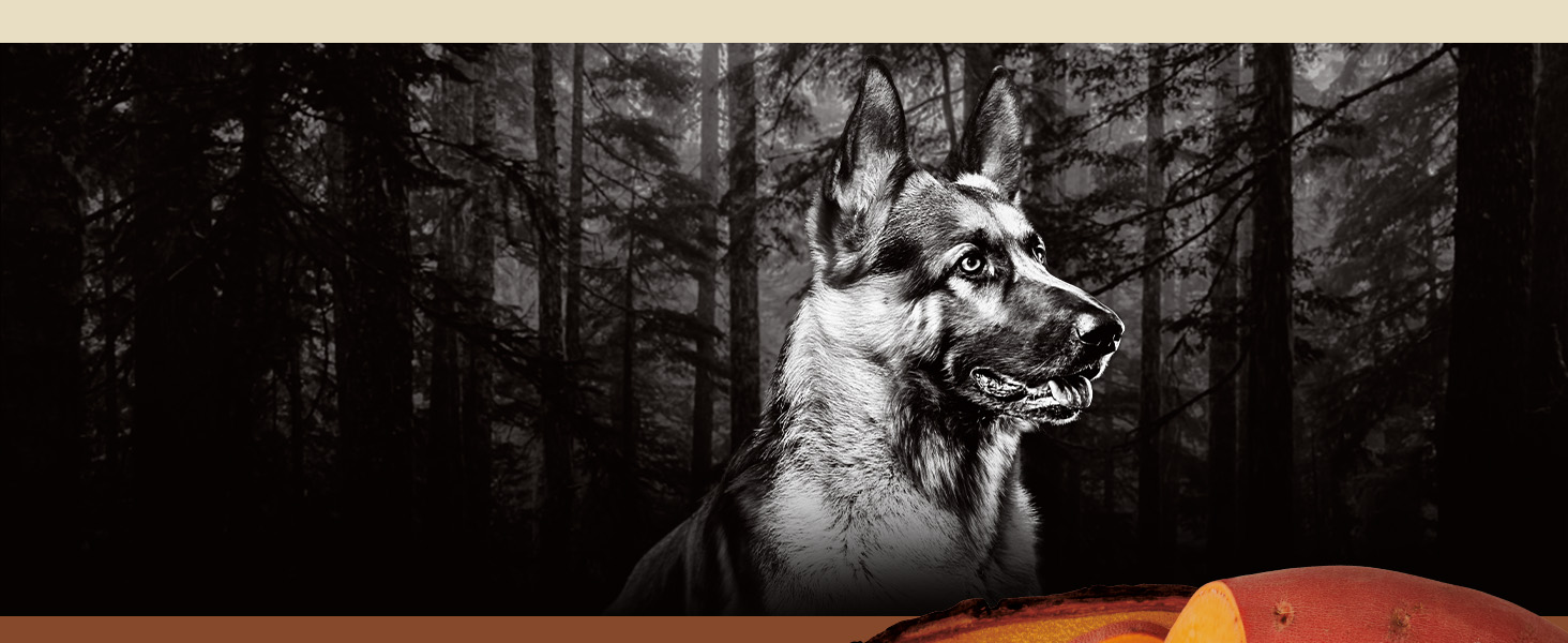 Photo of a large dog staring off into the distance