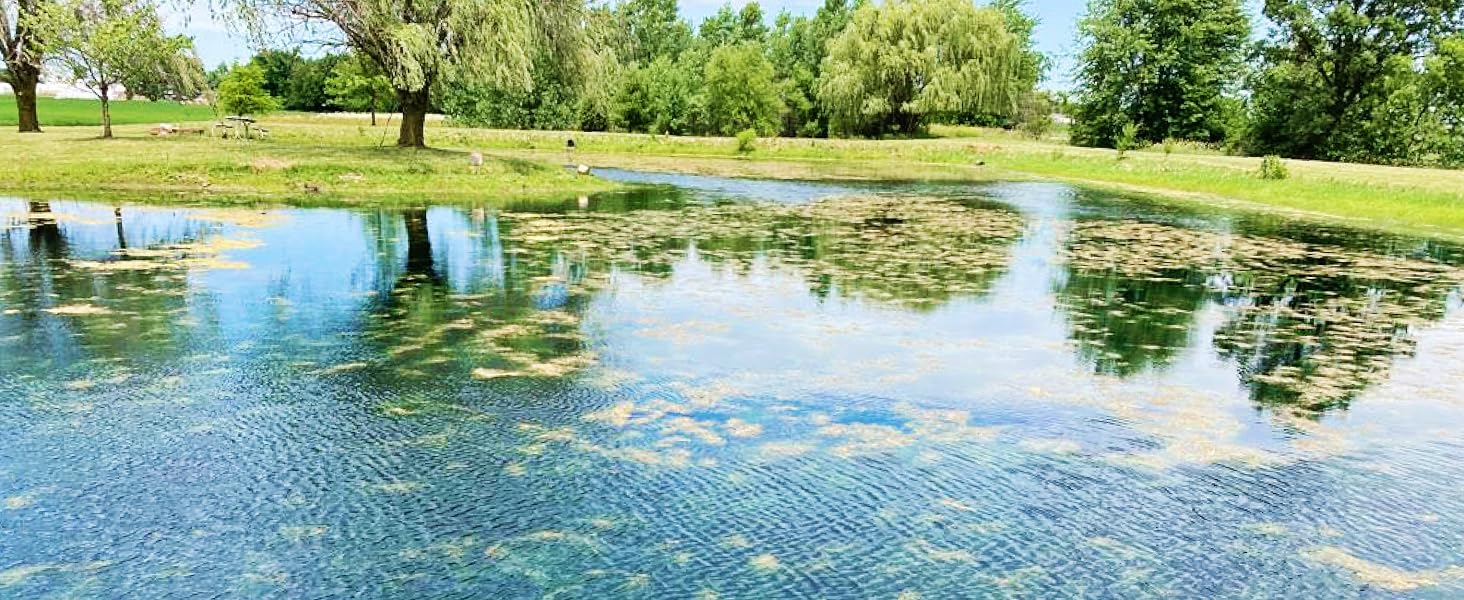 Before Pond Algae Treatment