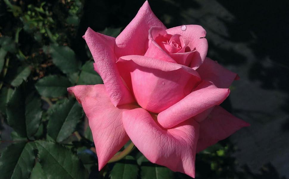 Belinda's Dream Rose: Large bright pink multilayered rose flower.