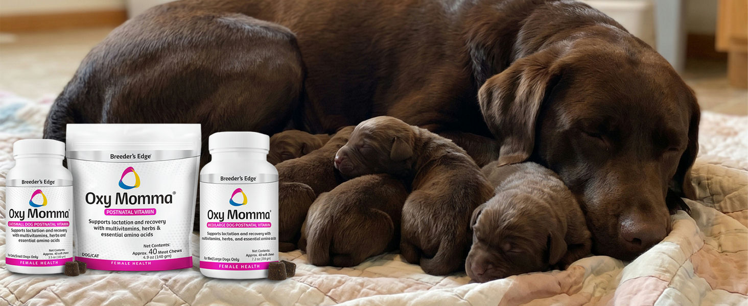 Breeder’s Edge Oxy Momma supplement bottles beside a Labrador mother dog resting with her puppies.