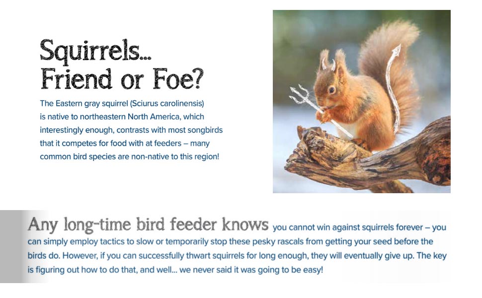 Squirrel repellent bird seed