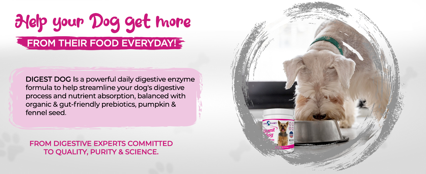 enzymes probiotics prebiotics fiber pumpkin fennel pancreatin digestion pancreas veterinarian