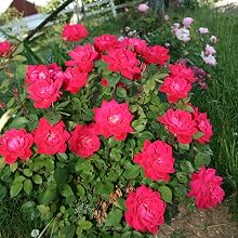 knockout;roses