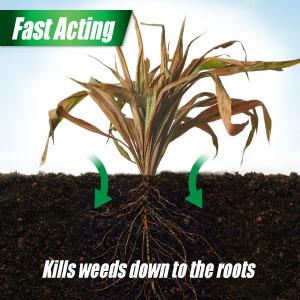 Kills weeds not lawn down to the root