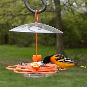 male oriole