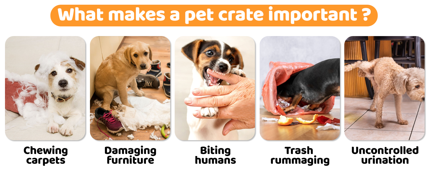 dog crate