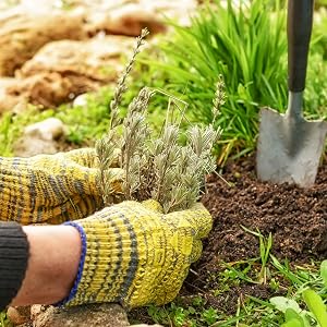 Transplanting lavender