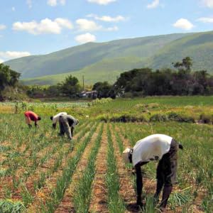 Our farmers