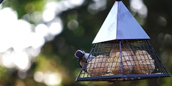 Woodpecker eating suet balls from pyramid suet feeder