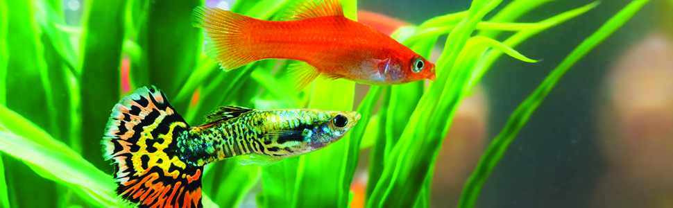 guppy fish planted aquarium aquatic plants freshwater api