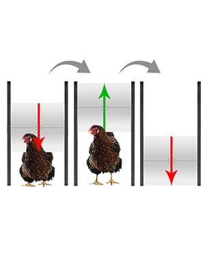 automatic door opener chicken coop door