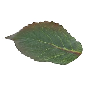 过胶布叶子