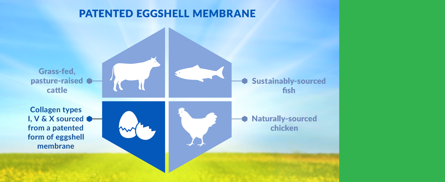 Collagen types 1, 4 and 5 sourced from a patented form of eggshell membrane