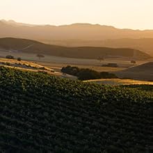 vineyard