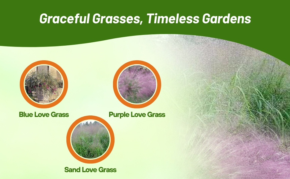 Blue, Purple, &amp; Sand Love Grass From Seeds