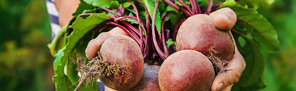 farmer holding organic beet root bulbs with red bulbs and green leaves
